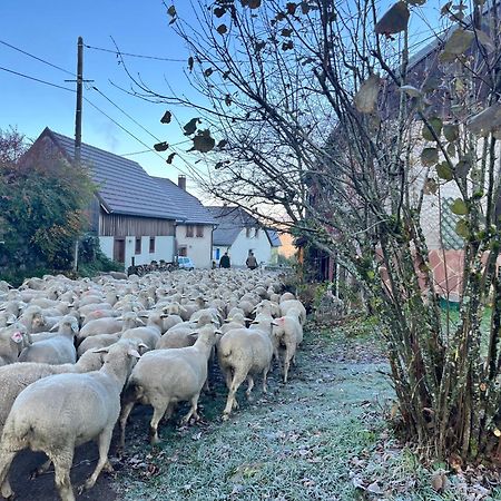 Gîte de montagne -Bellefosse Alsace Exterior foto